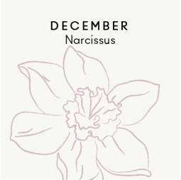 December birth flower - Narcissus