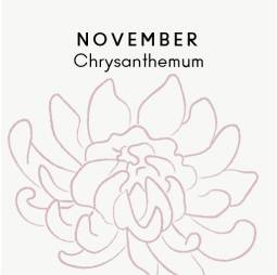November birth flower - Chrysanthemum