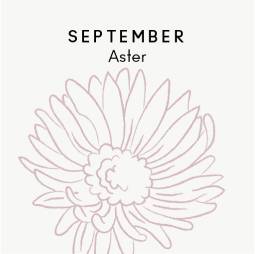 September birth flower - Aster
